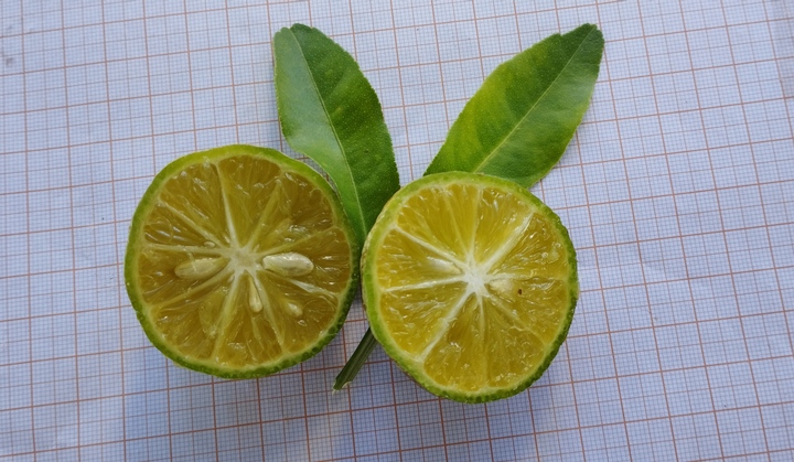 limoeiro - fruto 2